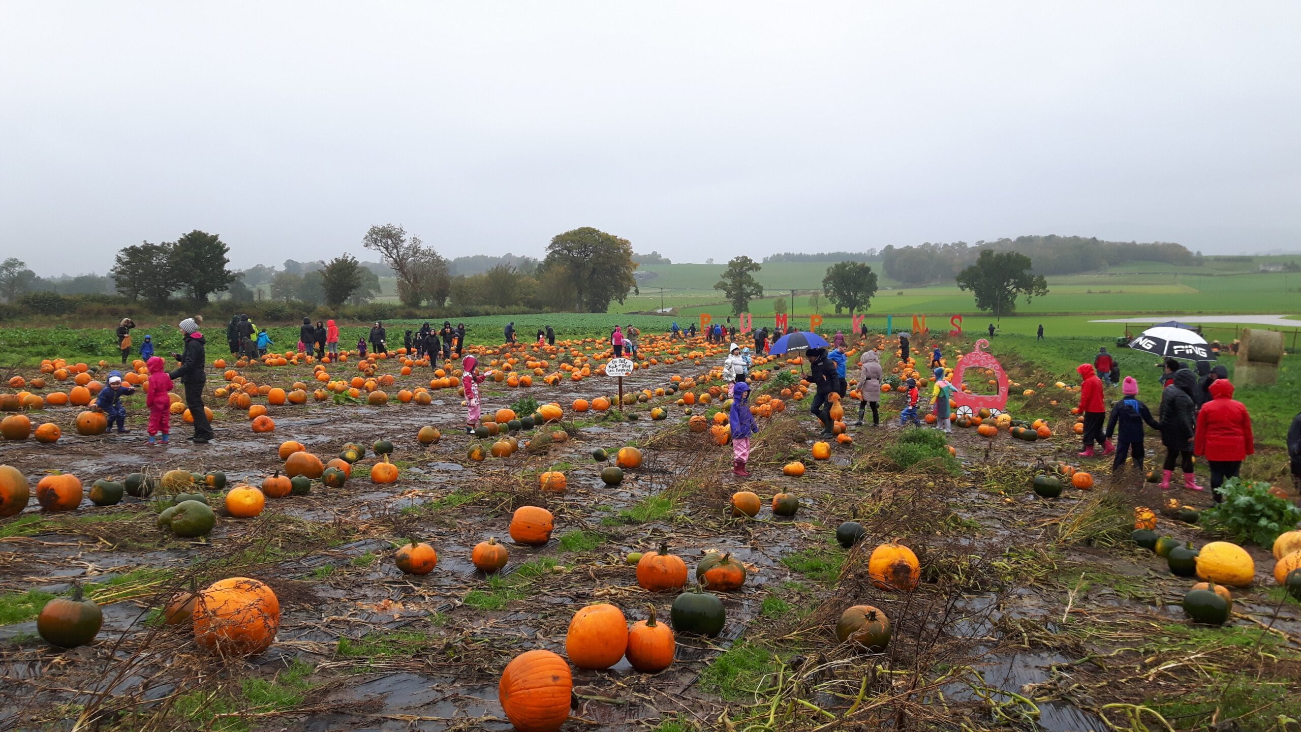 Pumpkin Picking at Arnprior Farm