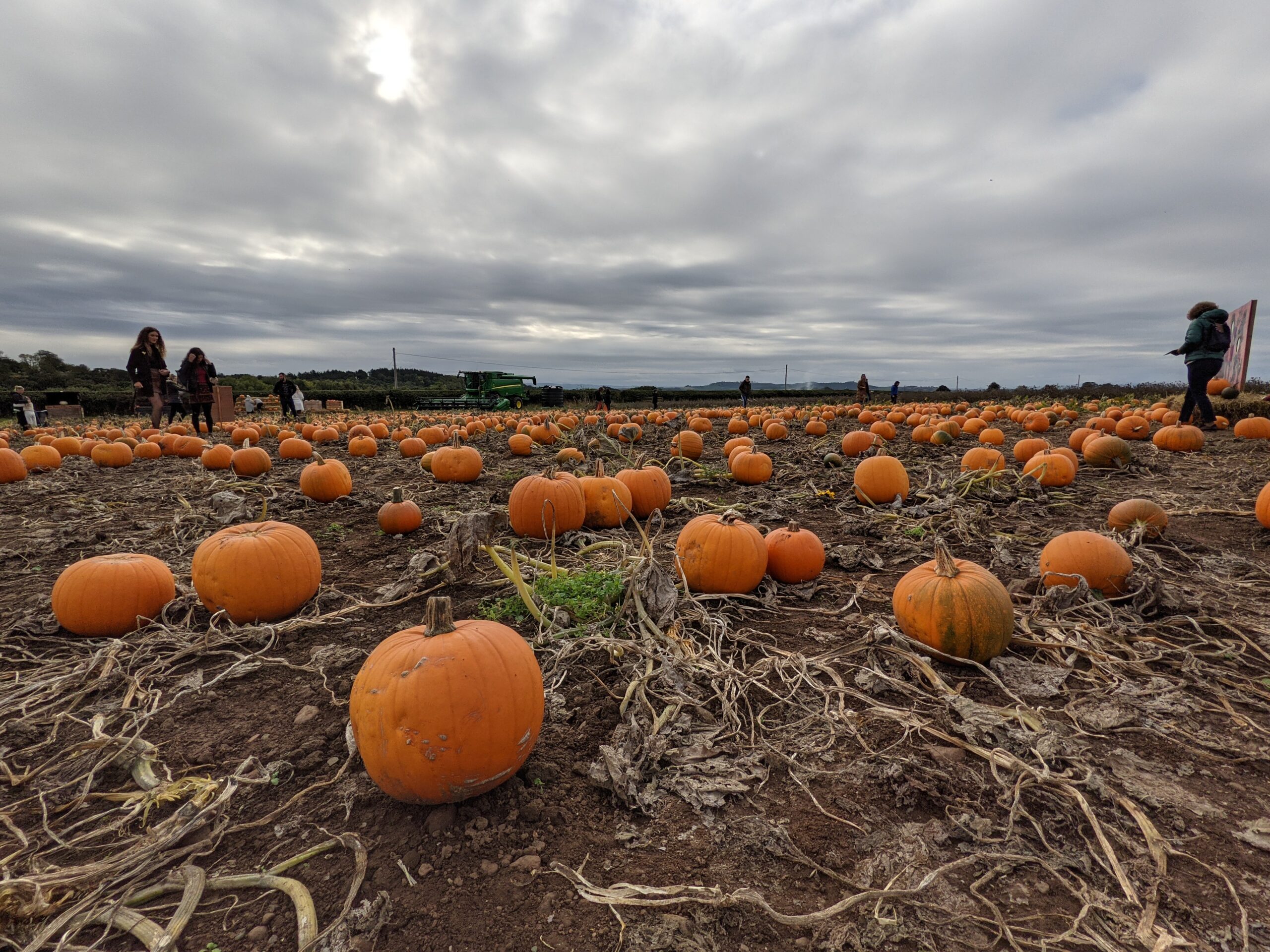 Pumpkin Picking: Balgone Estate